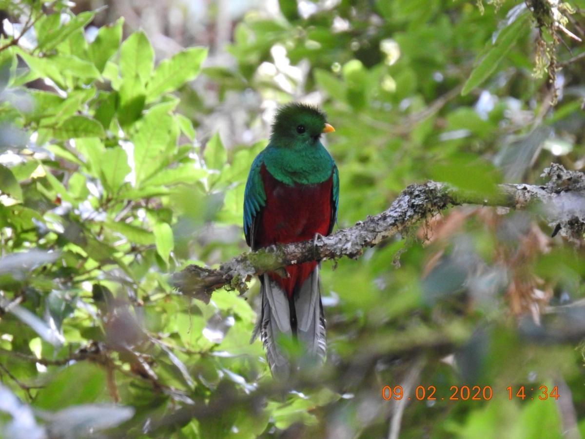 Miriam'S Quetzals Lodge San Gerardo de Dota Exterior photo